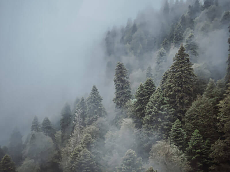 хвойный лес на склоне горы в тумане