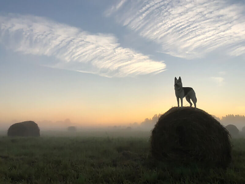 волк на стоге сена в тумане